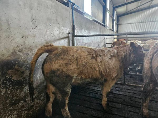 22 charolais weanling heifers - Main image
