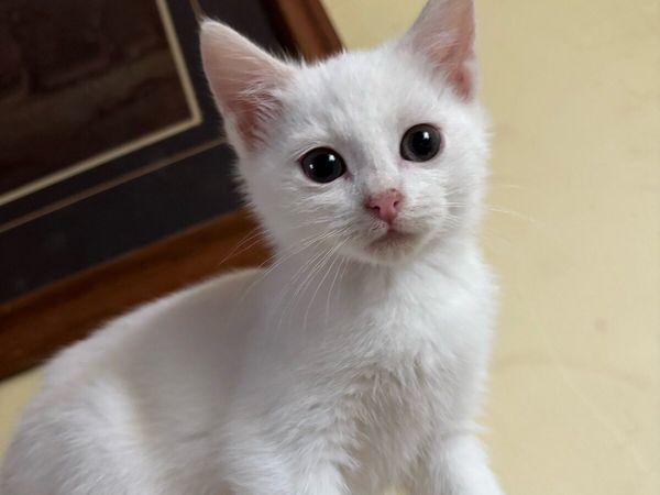 Adorable kid friendly kittens ready for new homes - Main image