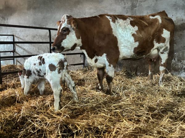 Simmental cow with calf at foot. - Main image