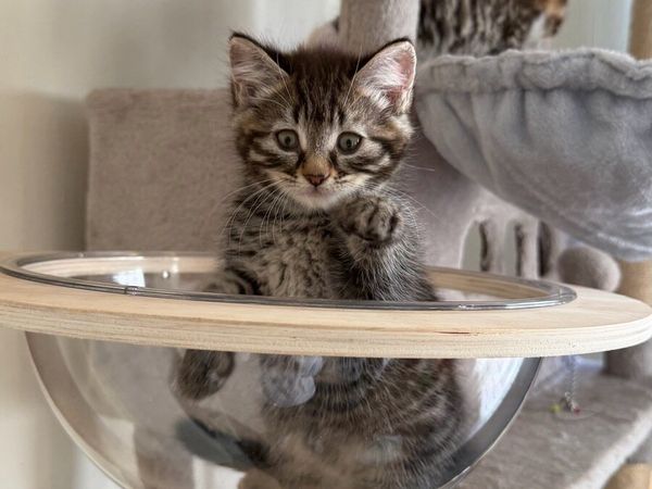 Kittens - Main image