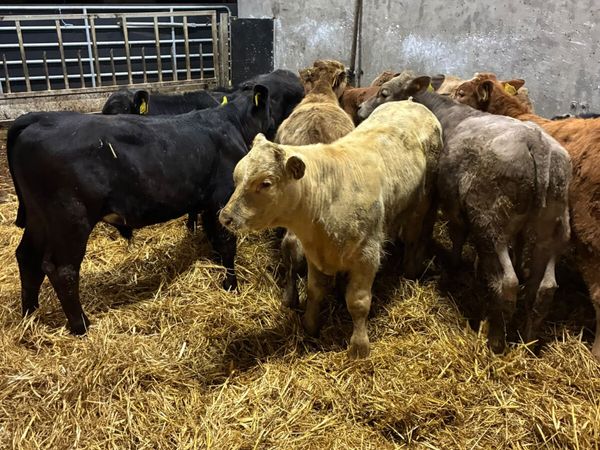 Beef bred bulls - Main image