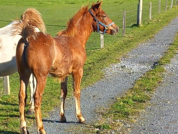 Ponies - Main image