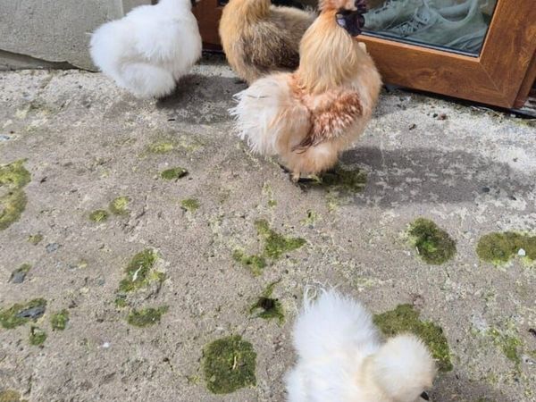 Poultry - Main image