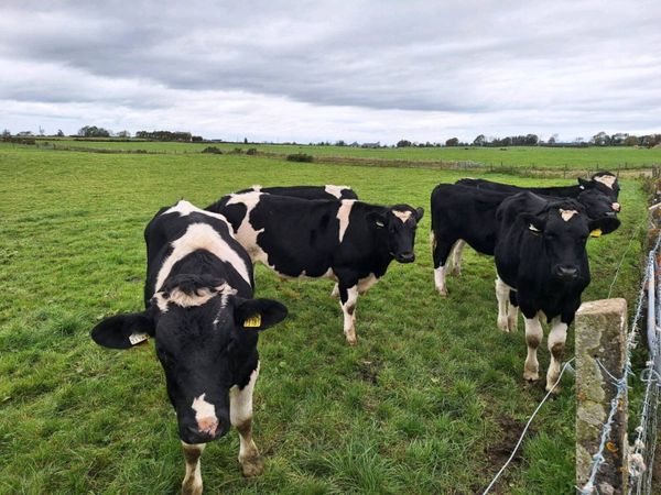 Fr bullocks - Main image