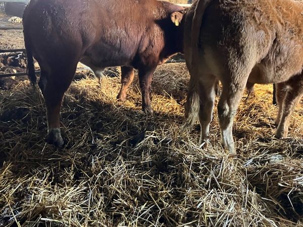 Super U grade Weanling bulls - Main image