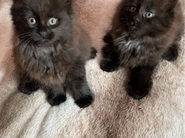 Kittens - Main image