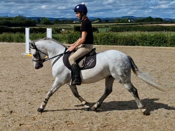 7year old gelding for Clifden sales Friday - Main image