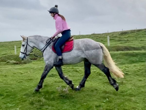 5 years Irish Mare Clifden - Main image