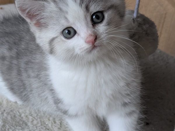STUNNING CHINCHILLA/CROSS SHORTHAIR KITTENS - Main image