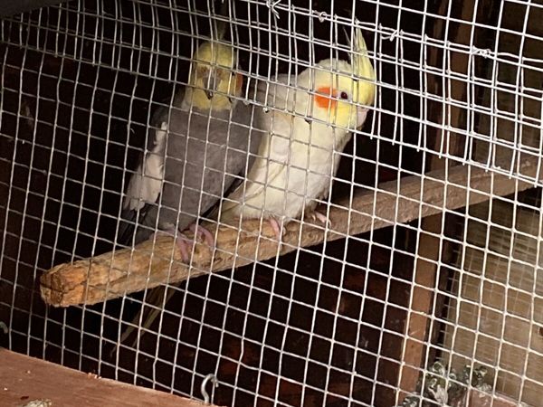 Breeding pair of Cockatiels, Finches, male dove - Main image
