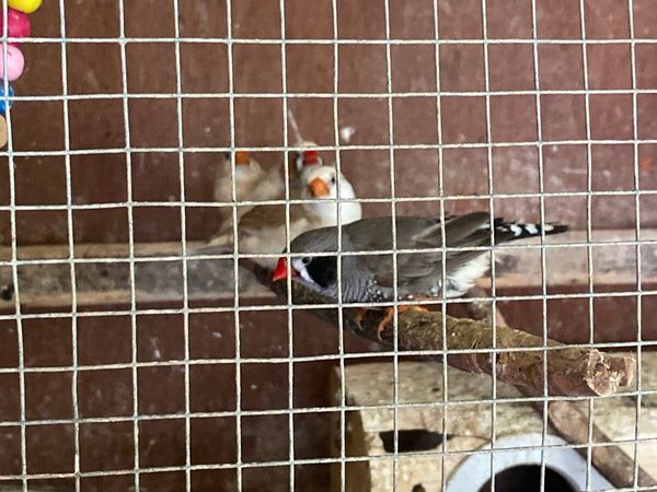 Breeding pair of finches and more - Main image