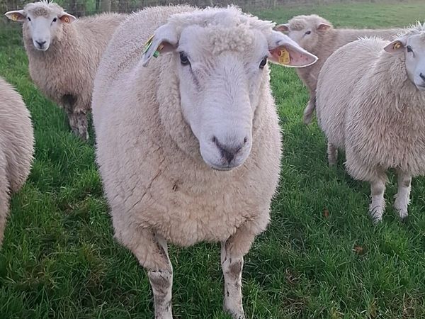 SIS PB Registered Galway Hogget Ram - Main image