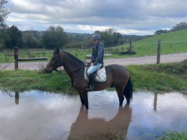 14.2hh Connemara pony LOT.391 - Main image