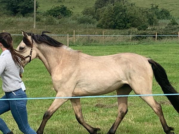Dun Connemara Gelding - Main image