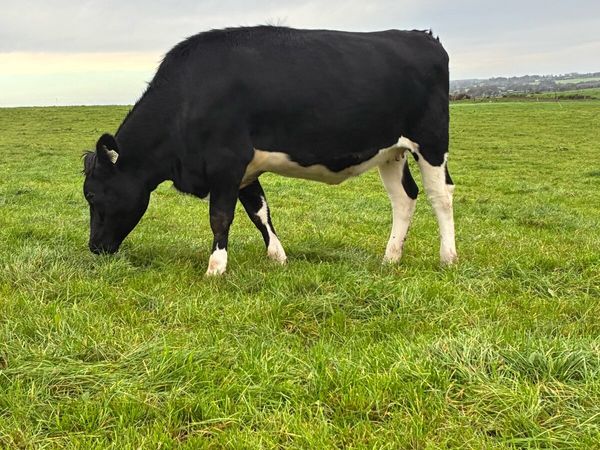 14 incalf dairy heifers - Main image