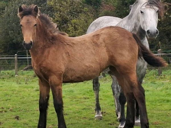 2 smashing filly foals - Main image