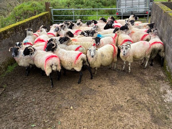Breeding ewes - Main image