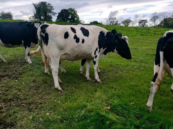 British Fresian springing heifers - Main image