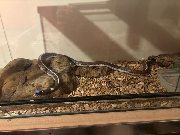 Snake and vivarium - Main image