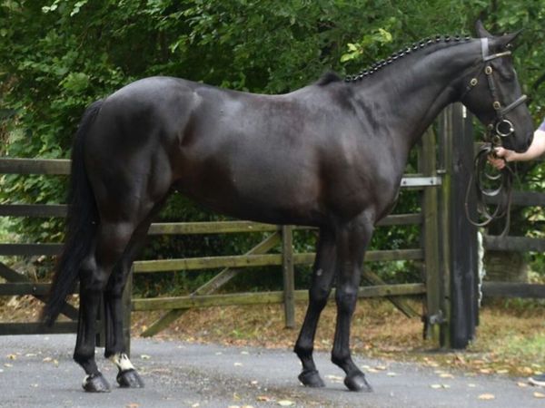 CLIFDEN FRIDAY LOT 488 - Main image