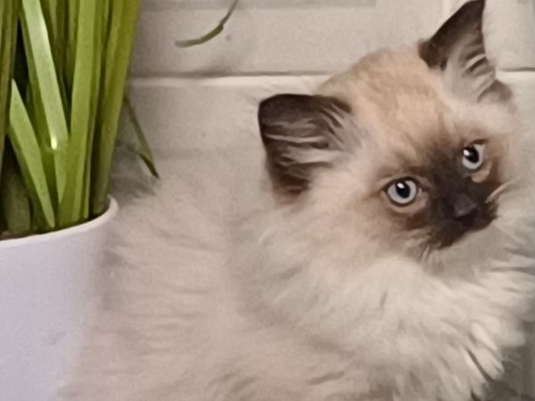 Ragdoll kittens - Main image