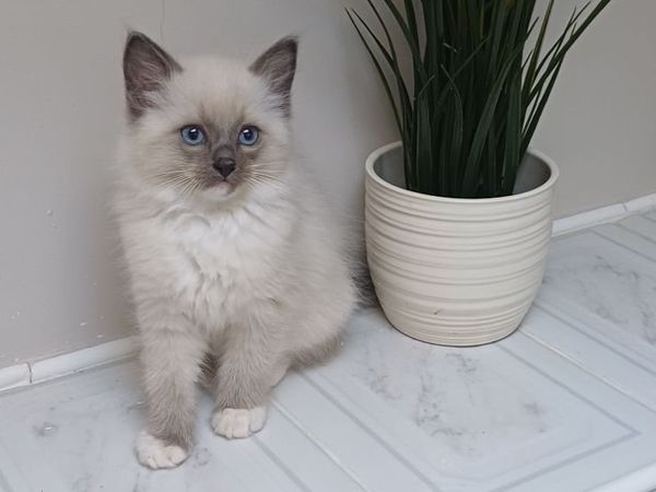 Ragdoll kittens ( 1 male left) - Main image