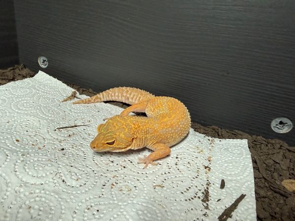 Leopard Gecko and terrarium - Main image
