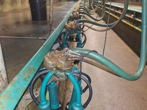 Used GEA milking parlour and drafting system - Main image