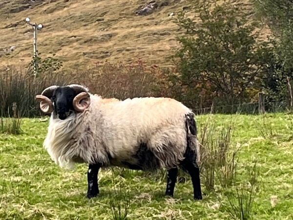 SIS Blackface Mountain Ram - Main image