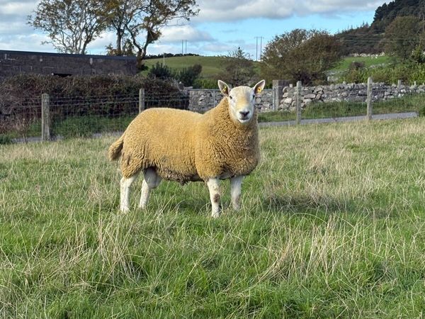 North country Cheviot hogget rams - Main image