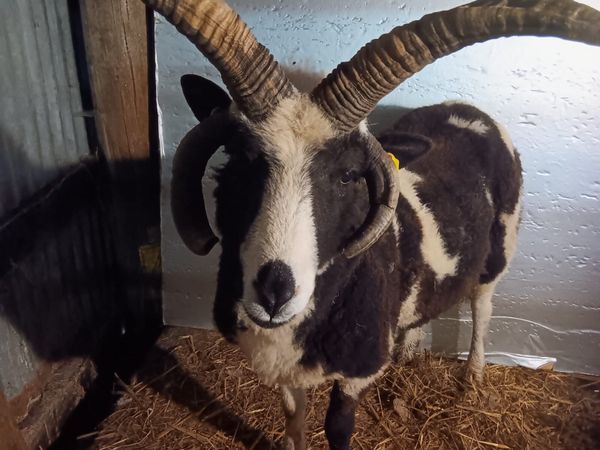 Jacob Ram 2 year old - Main image