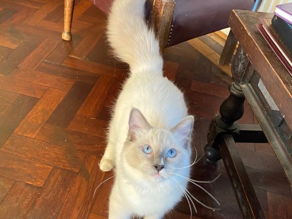 GCCFI Ragdoll kitten - Main image