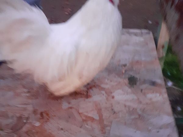 Poultry - Main image