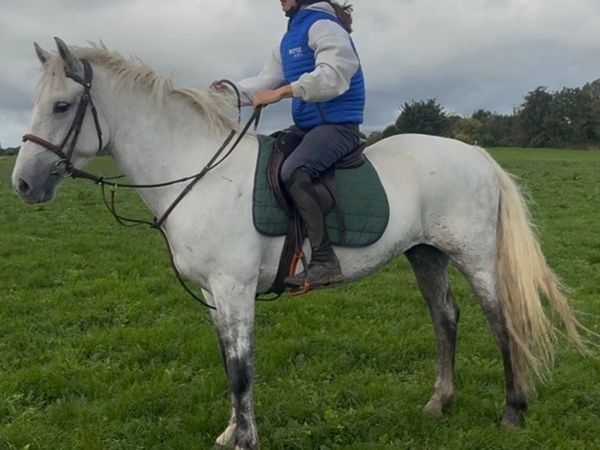 148cm 4yo Connemara gelding - Main image