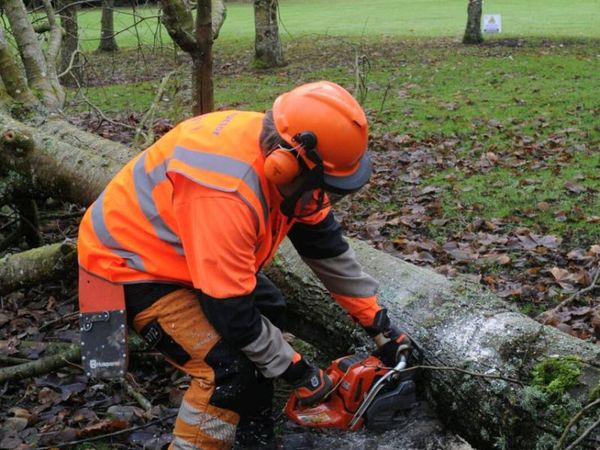 Tree Services - Main image