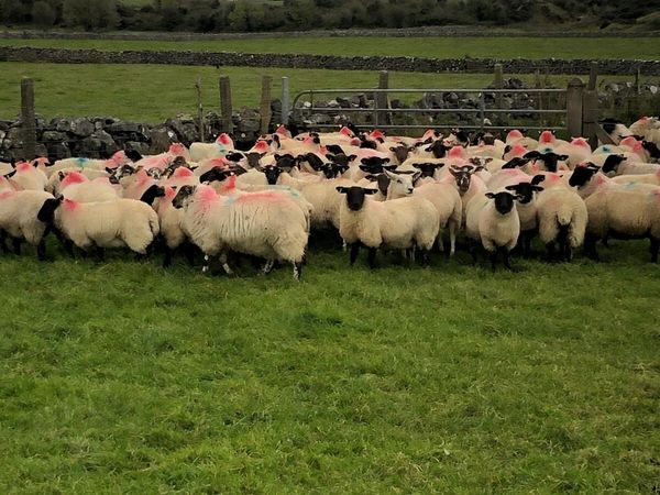 Suffolk X Ewe Lambs - Main image