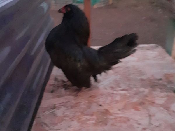 Poultry - Main image