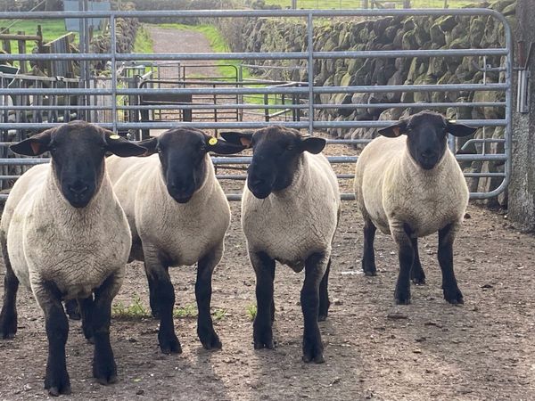 4 Kelso type Suffolk shearlings - Main image