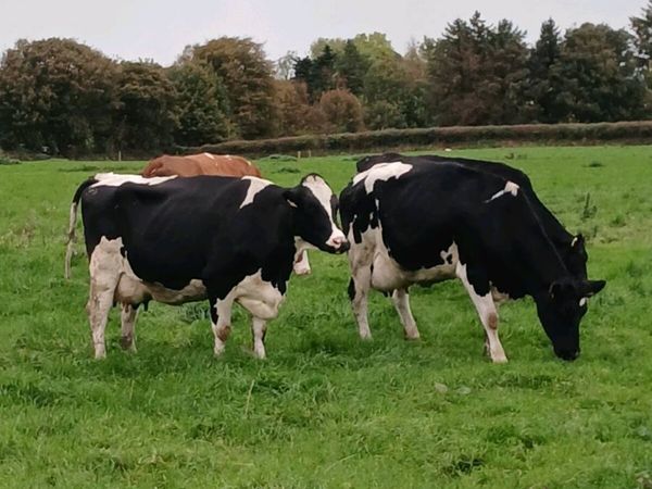 Fresly Calved Cows - Main image