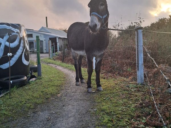 Mare donkey - Main image