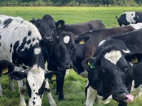 10 in Calf Heifers - Main image