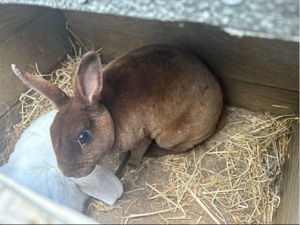 Chocolate mini Rex doe with/ without cage/hutch - Main image