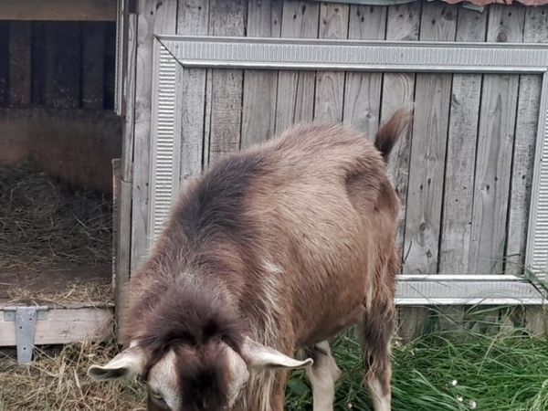 Goat buck for stud - Main image