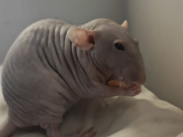 Pet rats - Main image
