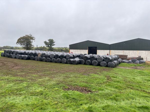 Silage top quality - Main image