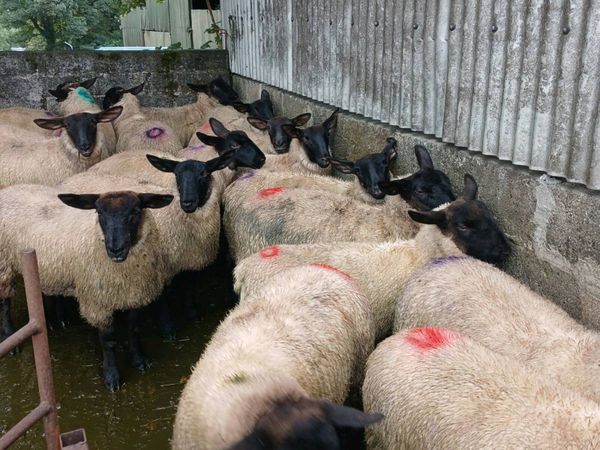 Ewe Lambs For Sale - Main image
