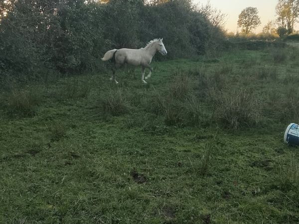 ID filly foal - Main image