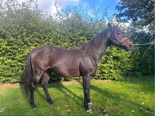 Thoroughbred stallion for sale in Galway for €1,200 on DoneDeal