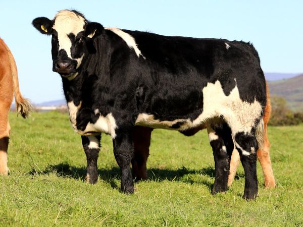 Quality Breeding Heifers for Ballymote Mart - Main image