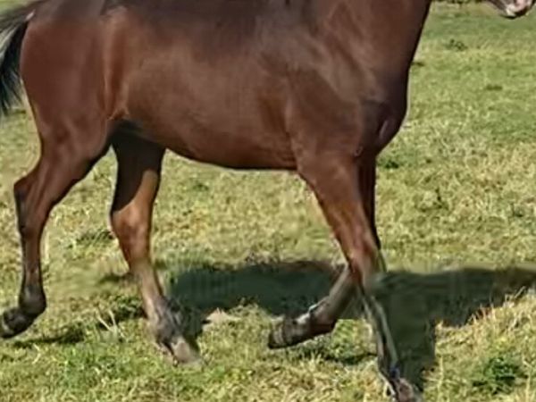 Ponies - Main image
